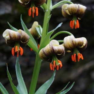 Lilium ciliatum